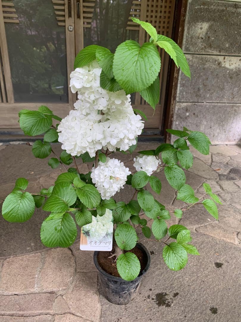 大手毬　白 オオデマリ　ビバーナム　庭木　ガーデニング2株セット 鉢ごと発送 Amazon.co.jp: 大手毬 白 オオデマリ ビバーナム 庭木 ガーデニング 鉢